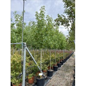 Ambrovník styraxový (Liquidambar Styraciflua) - výška 350-400 cm, obvod kmeňa 10/12 cm, kont. C25L - NA KMIENKU